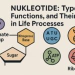Nukleotidy: Types, Functions, and Their Role in Life Processes