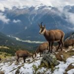 chamois chamois