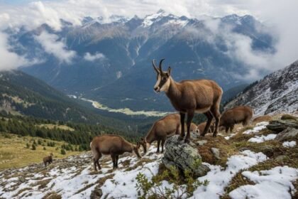 chamois chamois