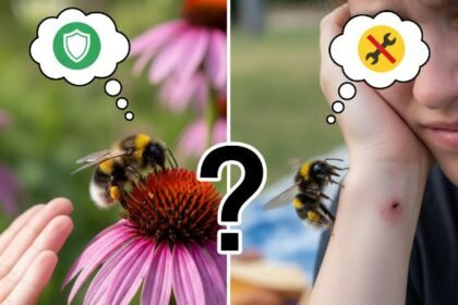 do bumble bees sting