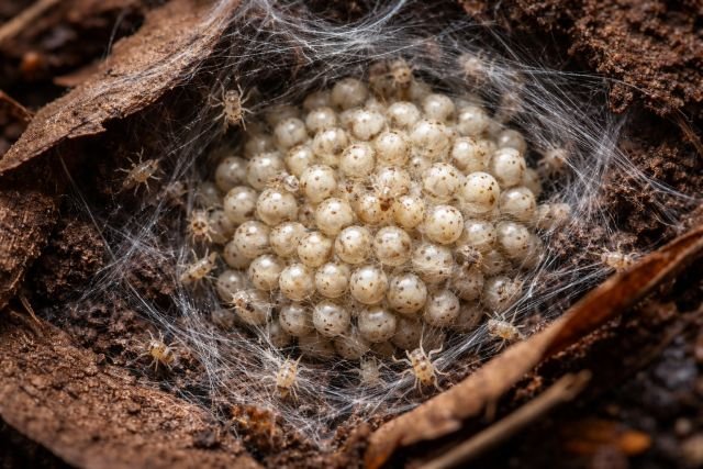 eggs spiders