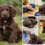 working cocker spaniel
