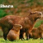 Cadibara: The Surprisingly Smart Giant of the Marsh