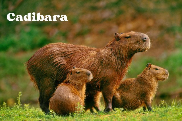 Cadibara: The Surprisingly Smart Giant of the Marsh